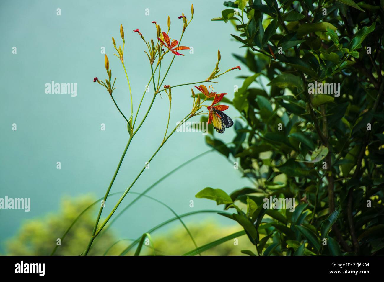 Butterfly and Flora of Pokhara, Nepal Stock Photo