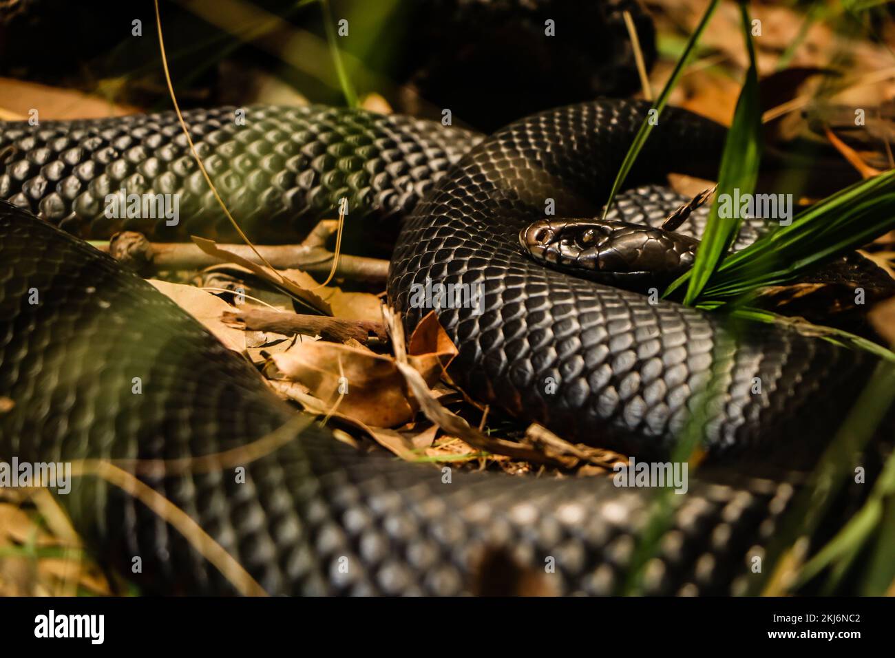 King Cobra  Saint Louis Zoo