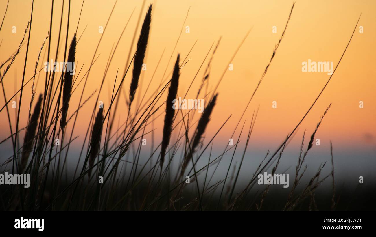 A closeup shot of high grass against a scenic sunset Stock Photo - Alamy