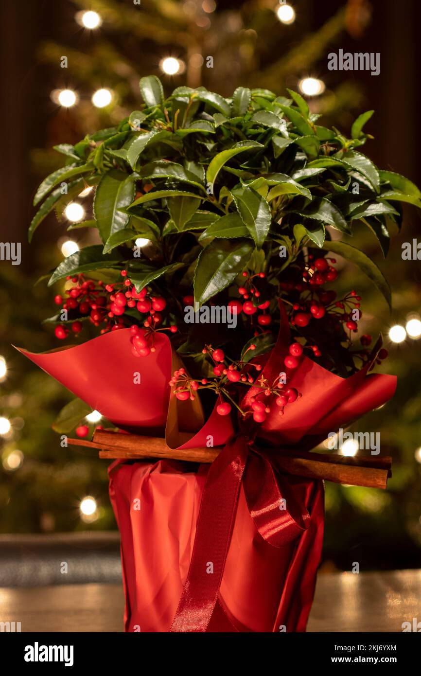Green plant Ardisia crenata in a decorative red pot. Christmas tree and lights in the background. Christmas decoration Stock Photo