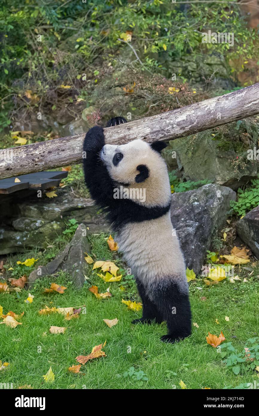 A baby giant panda who plays hanging from a branch Stock Photo Alamy