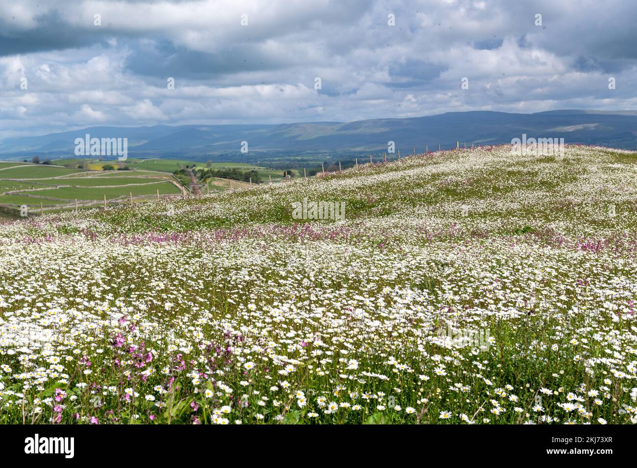 Wildflower meadow looking over the Eden Valley in Cumbria. The farmer
