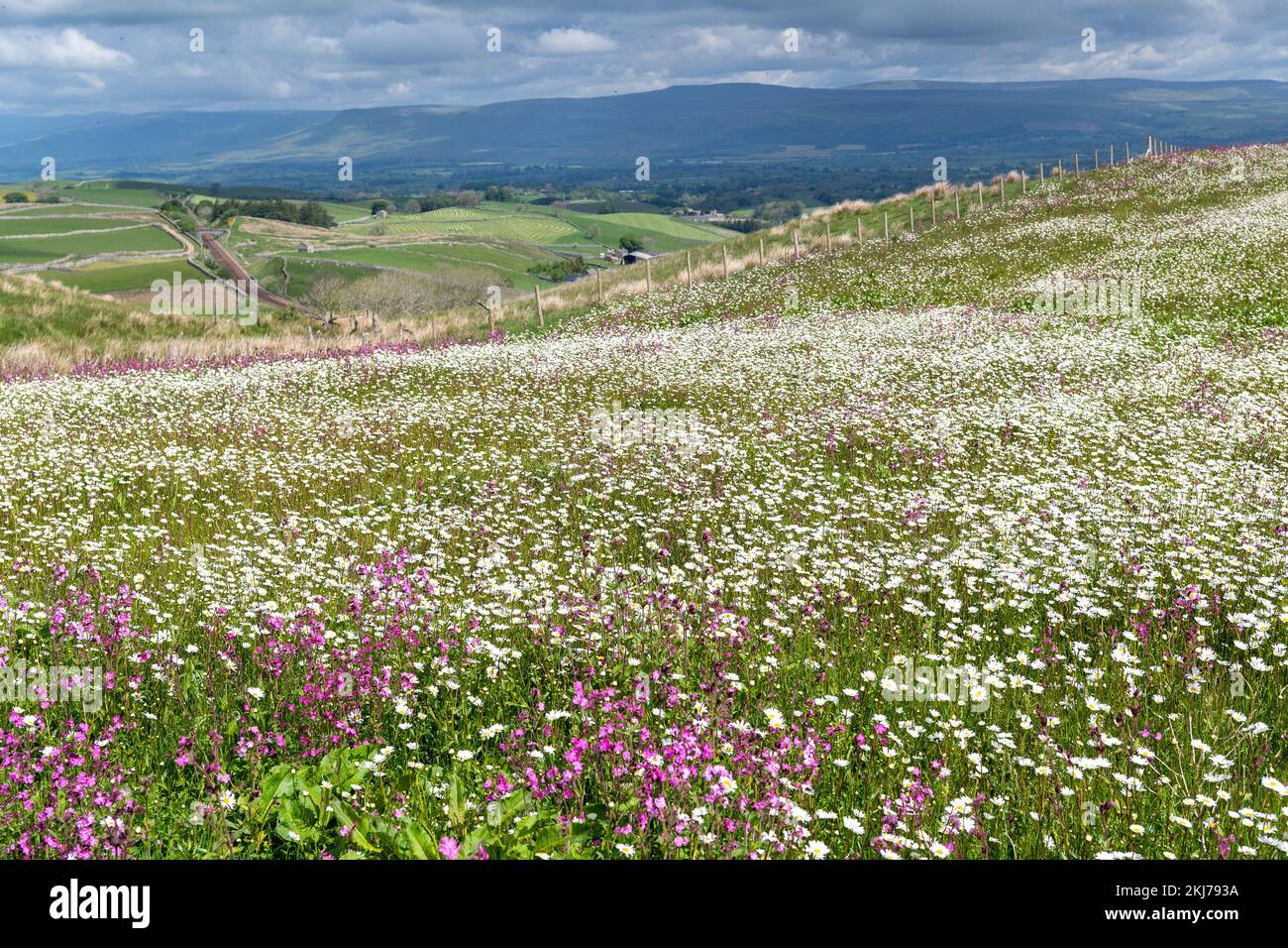 Wildflower meadow looking over the Eden Valley in Cumbria. The farmer