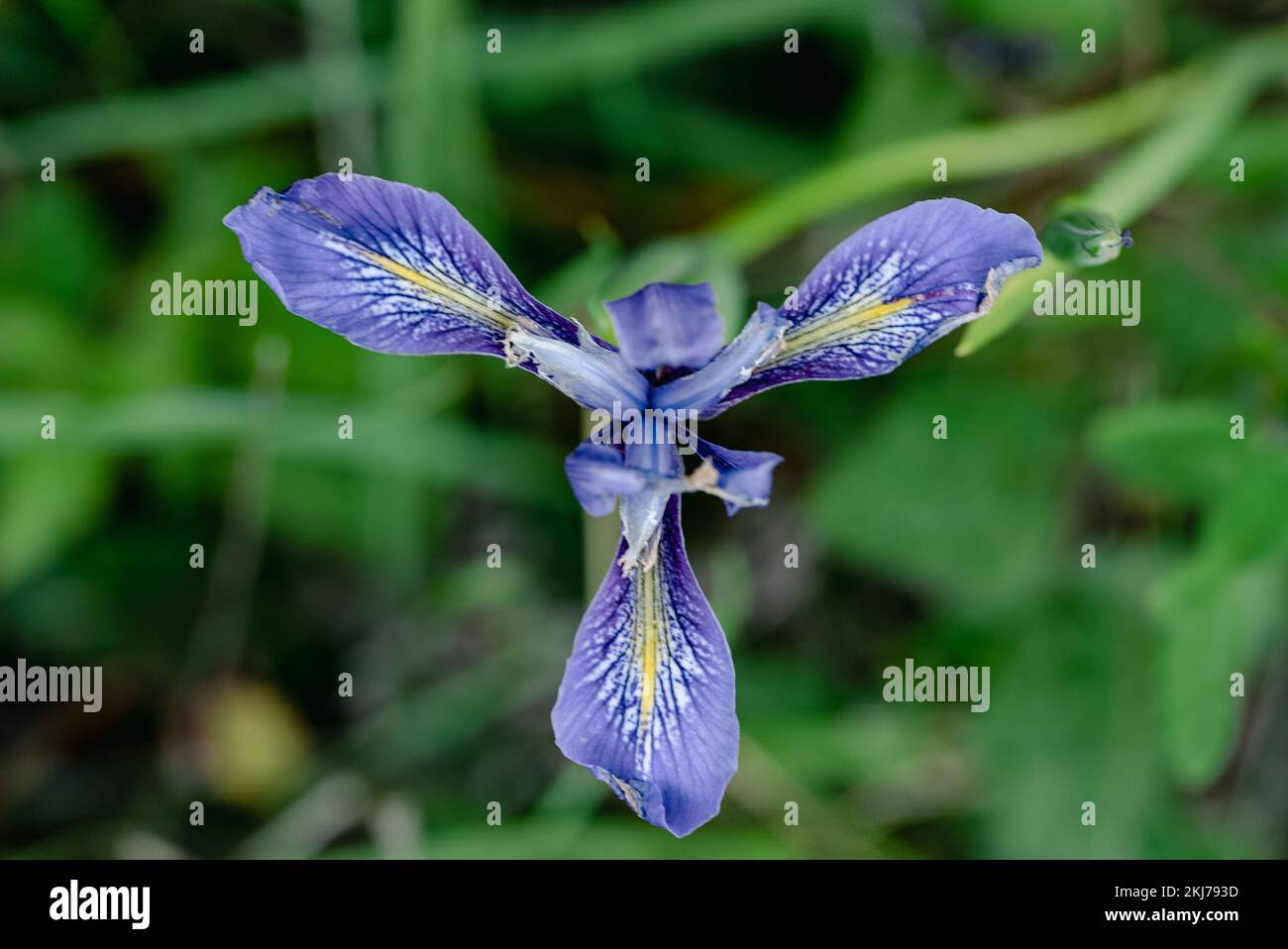 Iris douglasiana Douglas Iris California native rhizomatous perennial  Stock Photo
