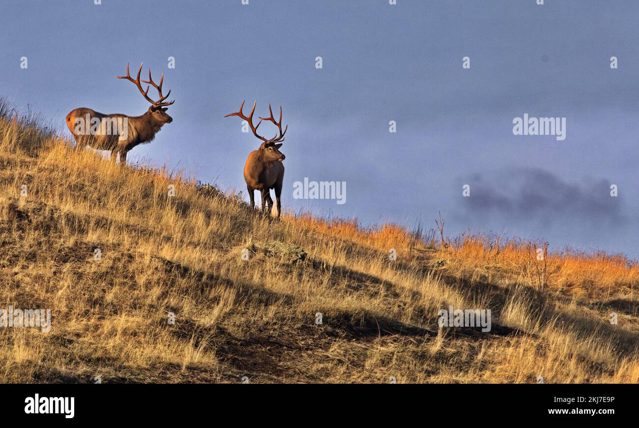 Two bull elk with large antler racks stand high on slope along Praire