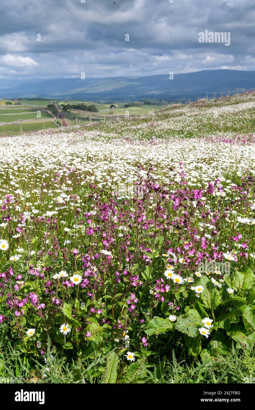 Wildflower meadow looking over the Eden Valley in Cumbria. The farmer