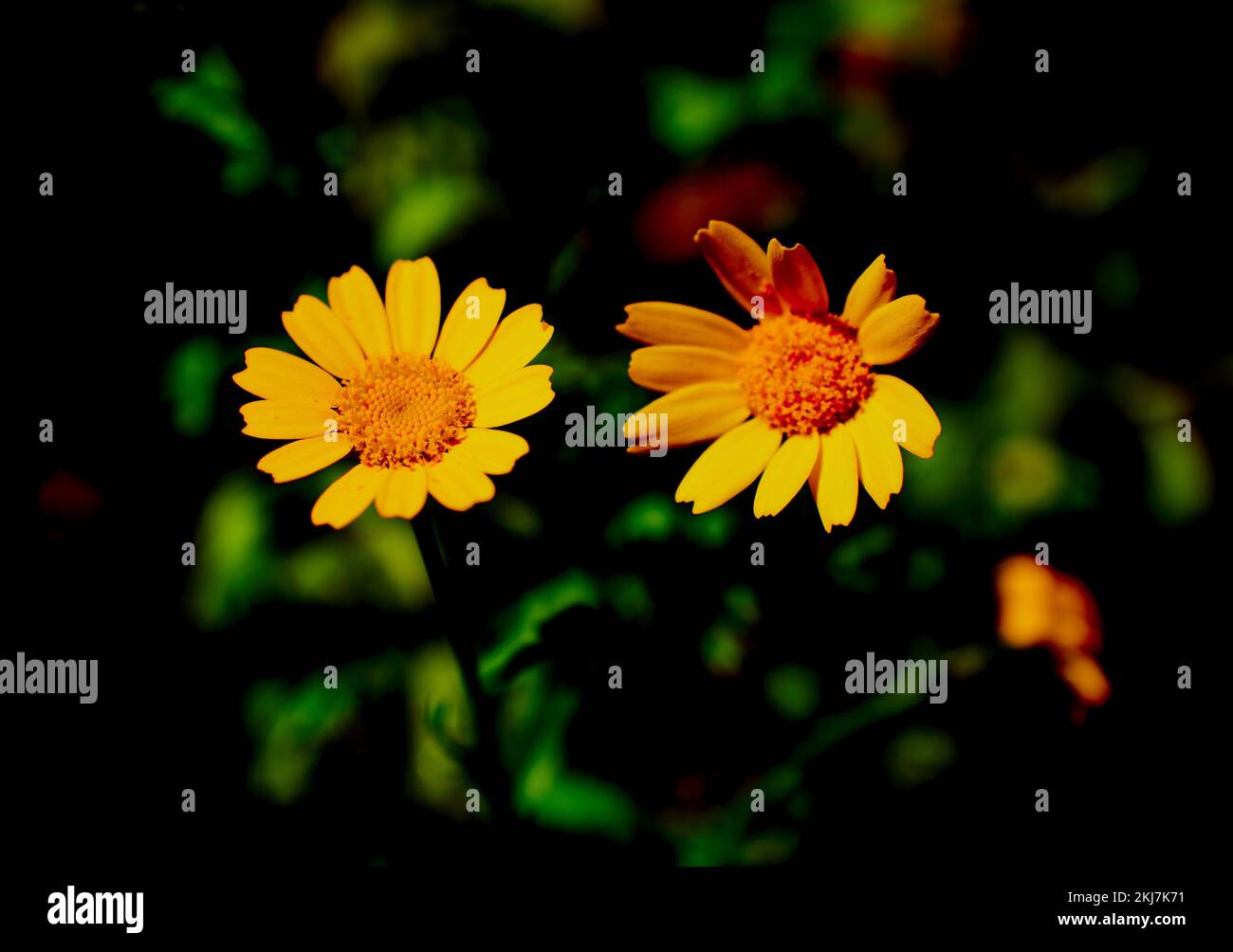 A closeup two of yellow daisies, Thymophylla tenuiloba Stock Photo