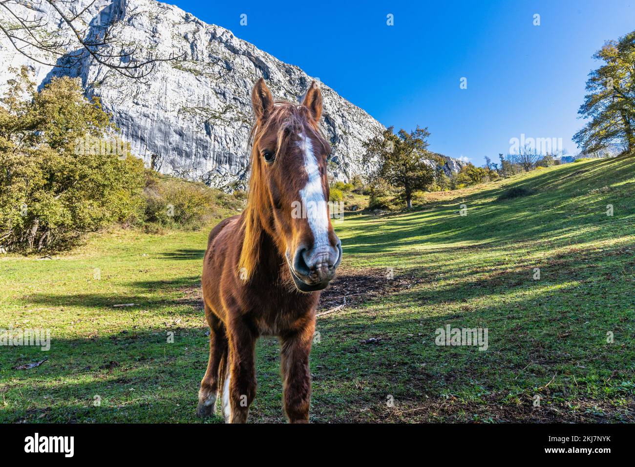 Horse In Meadow Of Teverga Asturias In Las Ubinas La Mesa Natural horse-in-meadow-of-teverga-asturias-in-las-ubinas-la-mesa-natural
