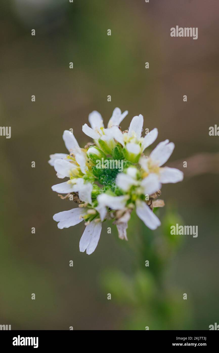 Hoary alyssum hi-res stock photography and images - Alamy
