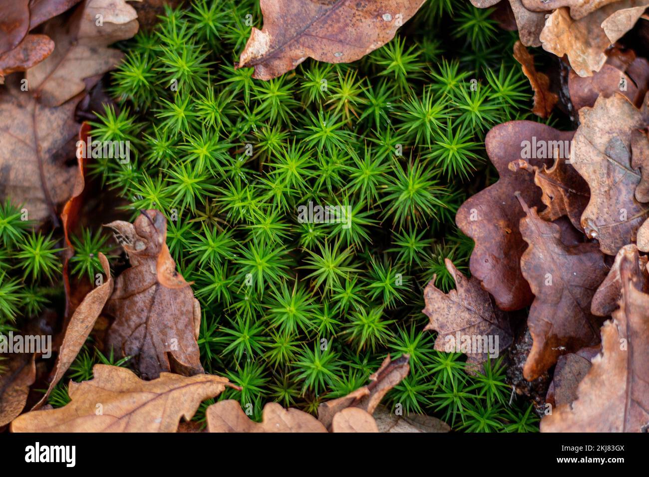 Terra Exotica Forest Floor Pine 10/20 liter in fijn, medium, grof - pijnboomschors als strooisel voor terraria - terrariumbodem voor reptielen, amfibieën en insecten (10 liter, fijn