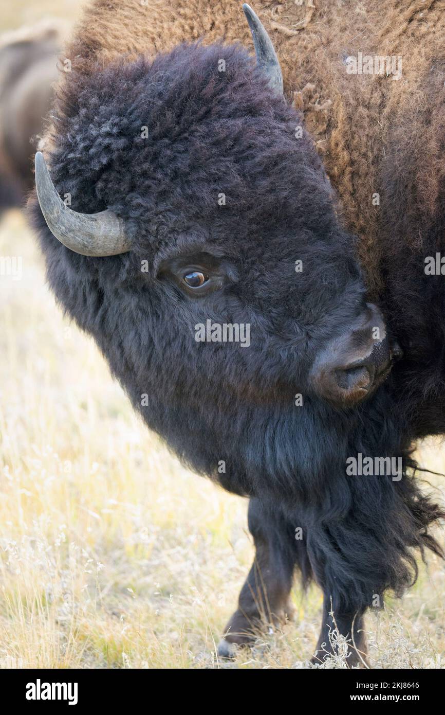 Plains bison bull grooming in Waterton Lakes National Park, Canada (Bison bison) Stock Photo