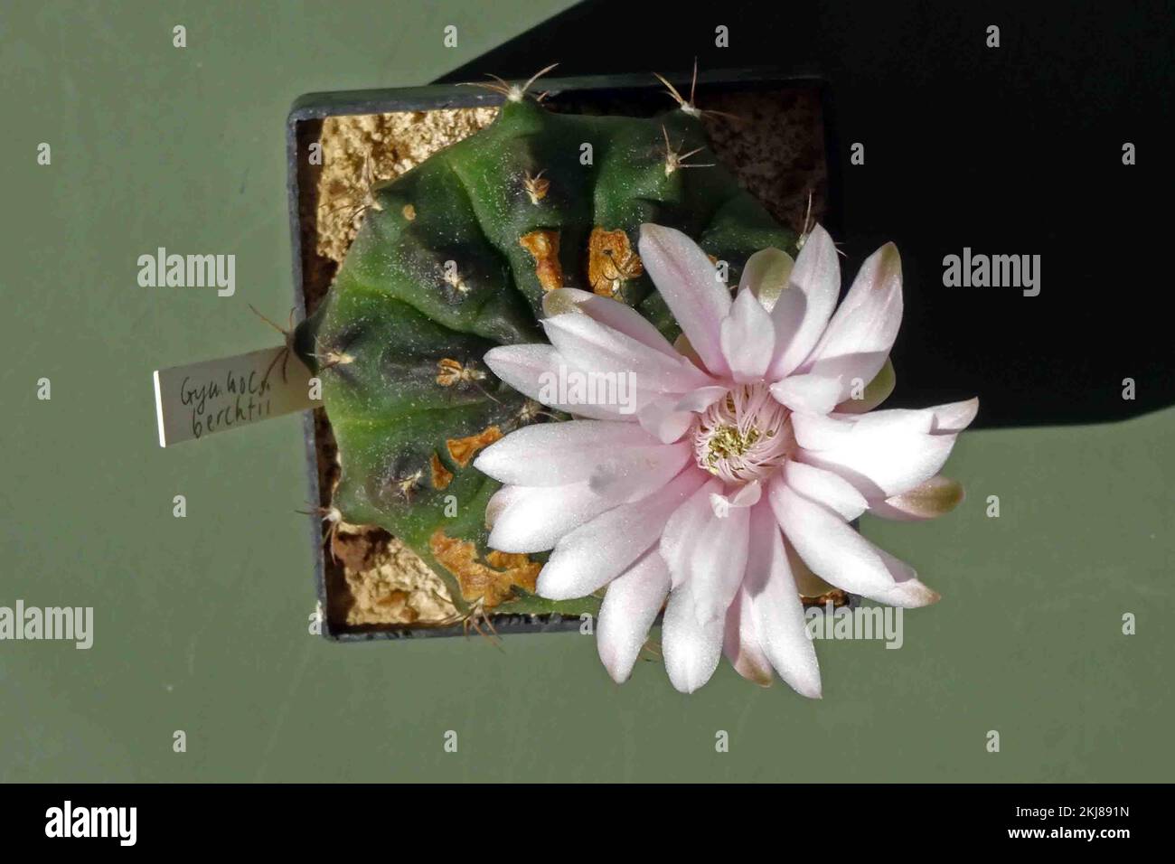 monstera adansonii gelbe bltter Monstera Adansonii Stecklinge Seltene Zimmerpflanze