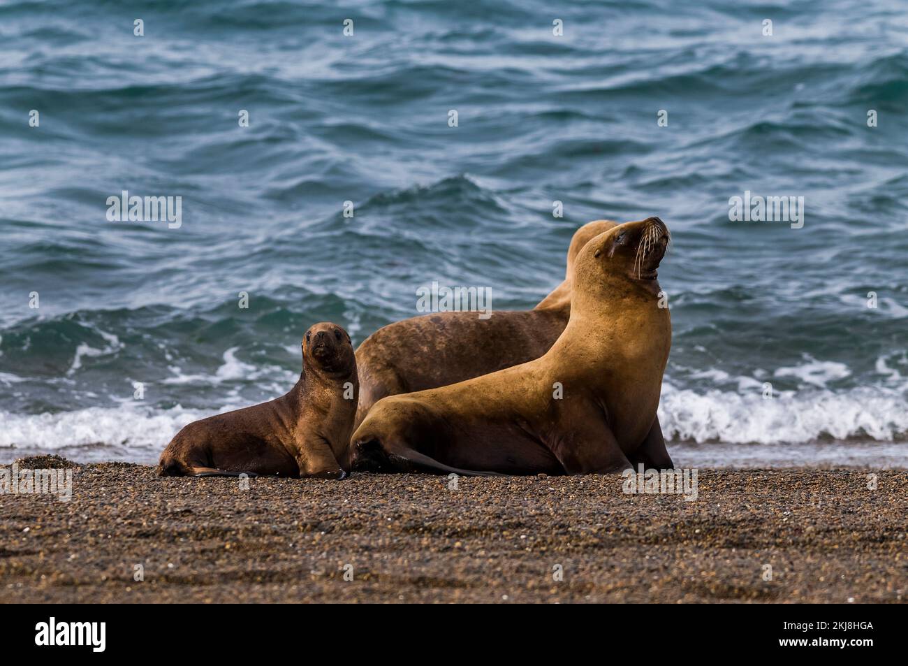 Sea lion family on the coast.Patagonia Argentina Peninsula Valdes Stock ...