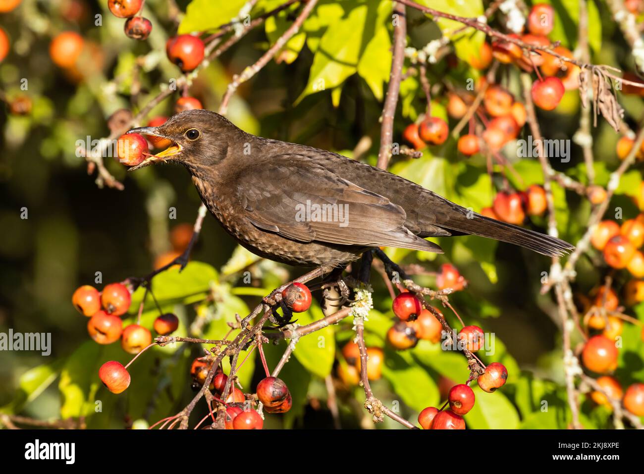 Blackbird perched in a Crabapple tree Stock Photo