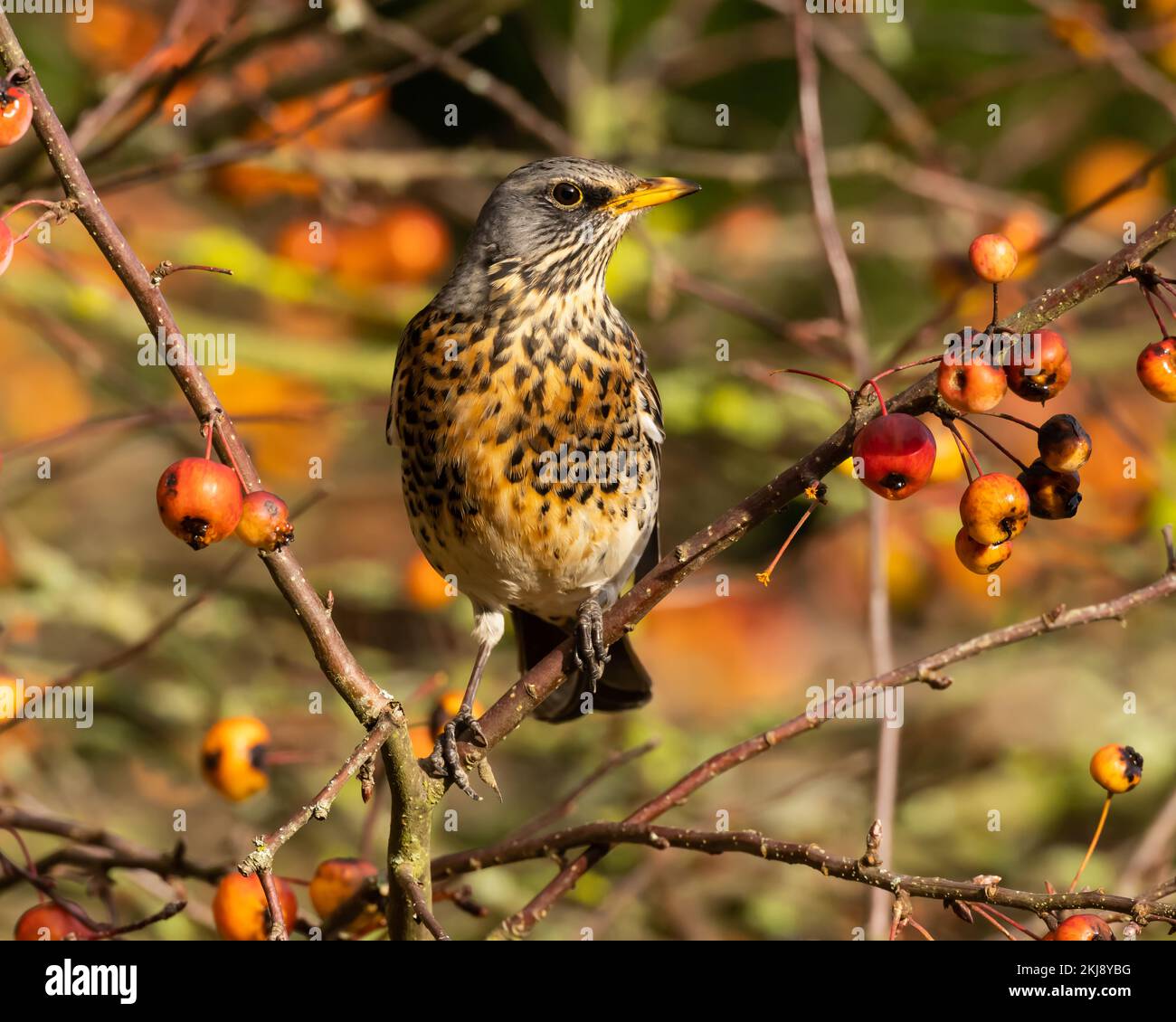 Fieldfare perched in a Crabapple tree Stock Photo