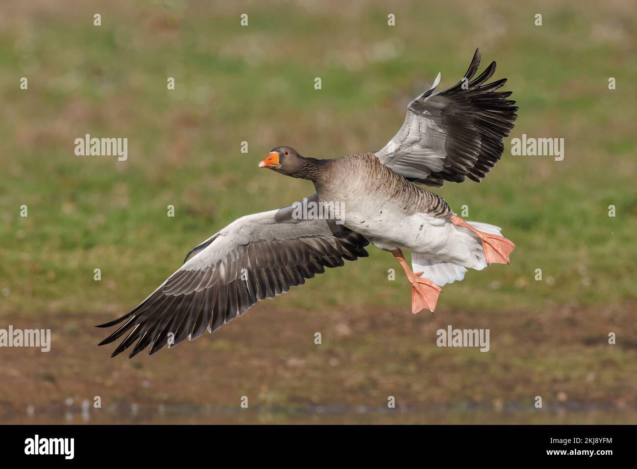 Greylag Goose coming in to land Stock Photo
