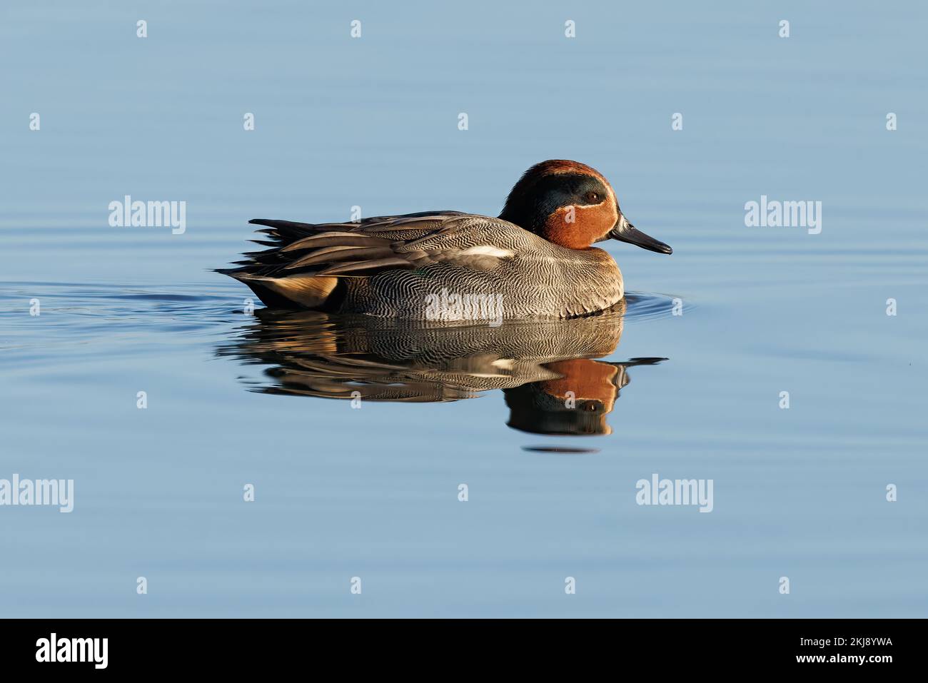 Drake Teal on water with reflection Stock Photo