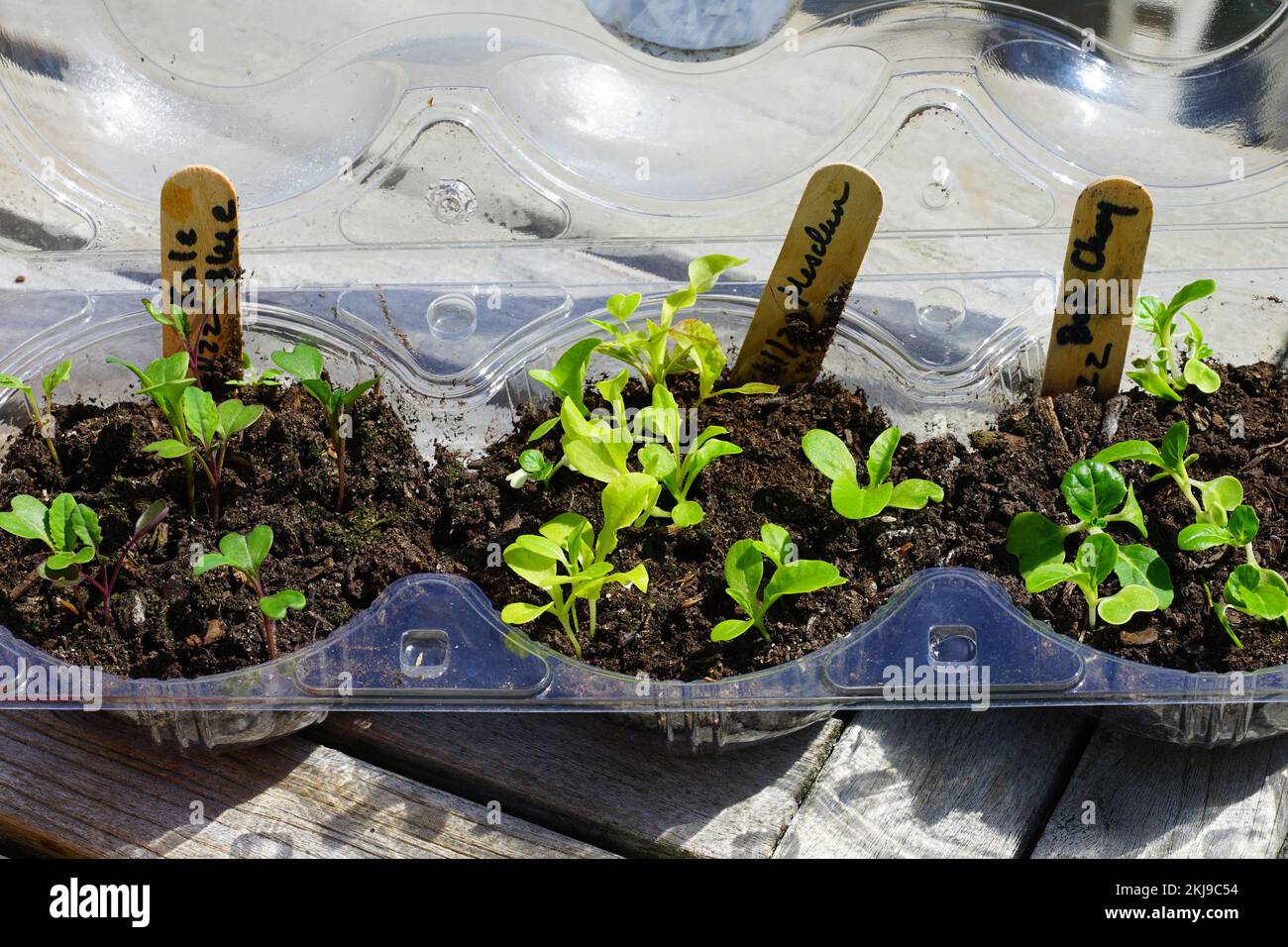 Winter sowing seeds in plastic salad containers Stock Photo Alamy