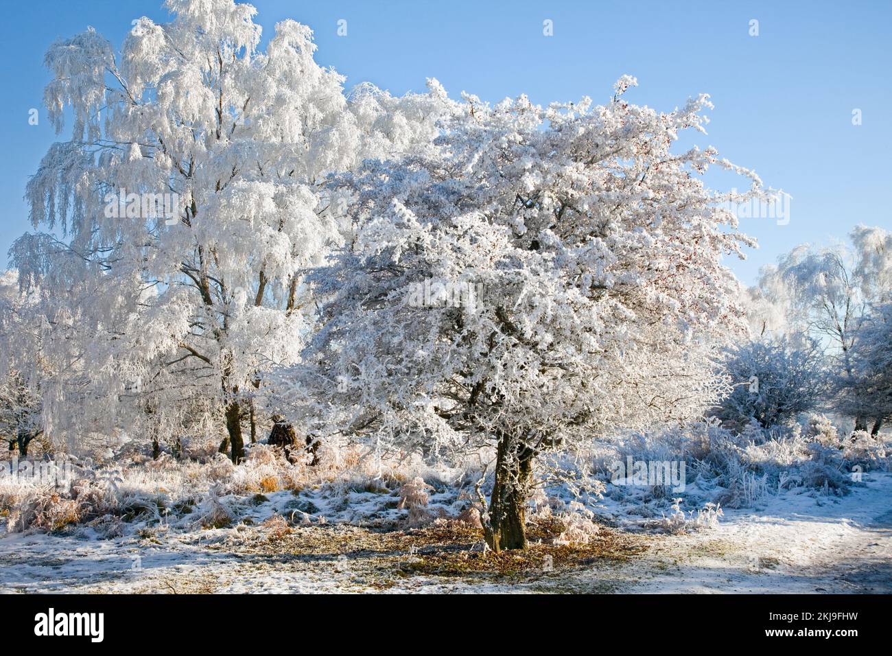 Frosted trees in early winter on Cannock Chase Country Park AONB (area