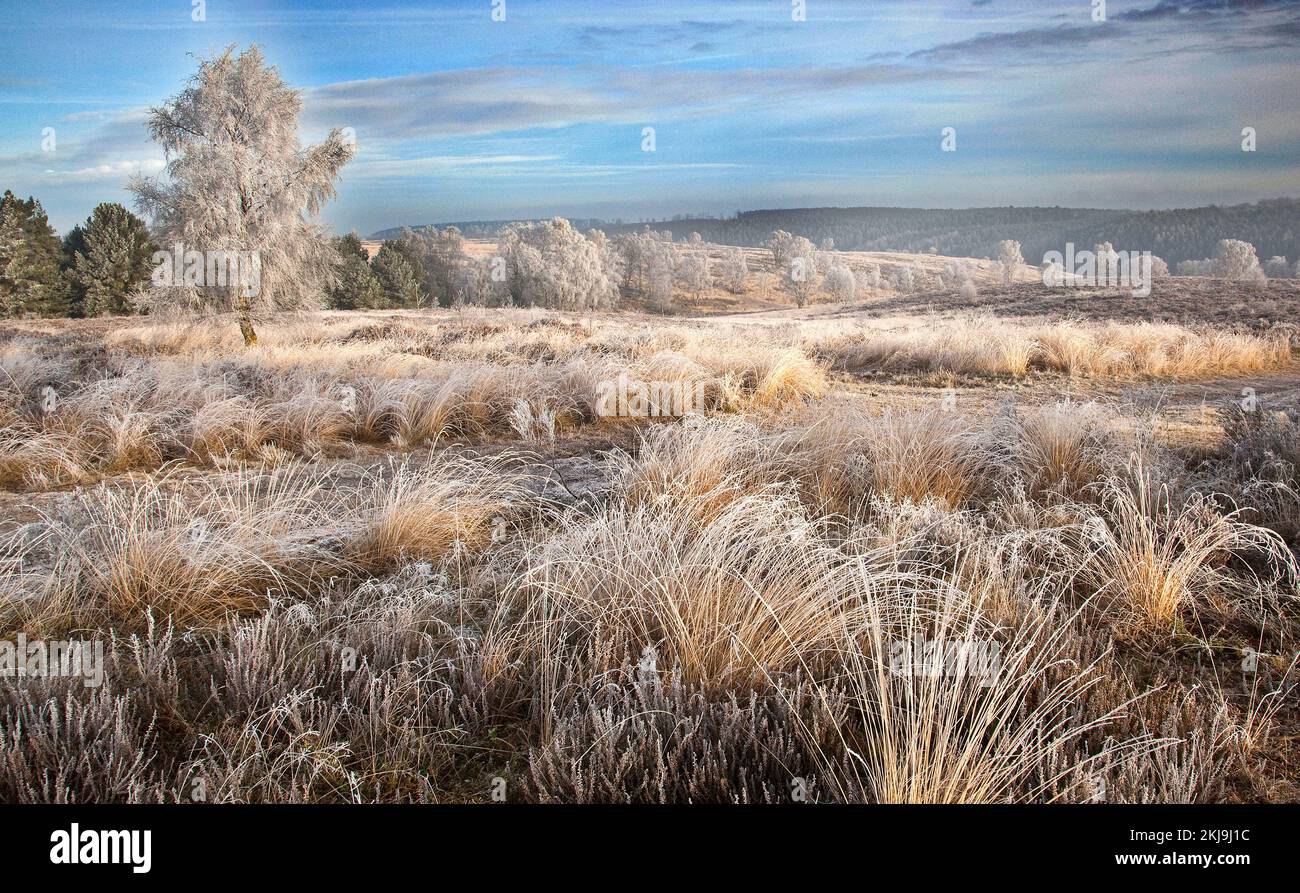 Winter frosted trees and grasses Ansons Bank on Cannock Chase Area of