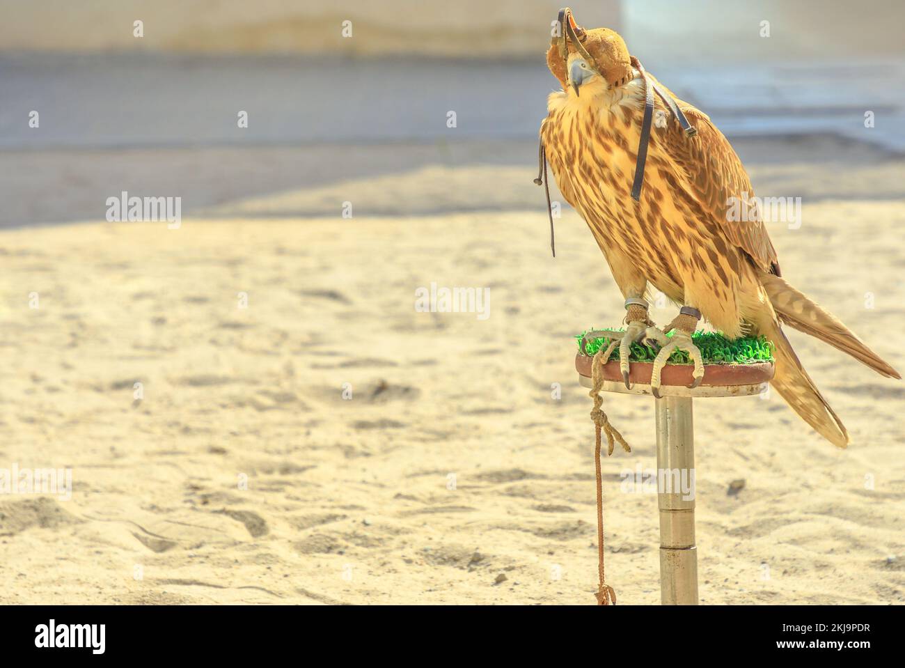 Close up of hooded falcon at Falcon Souq near Souq Waqif in Doha city center. Falconry is a hobby very popular in Qatar, Middle East, Arabian Stock Photo