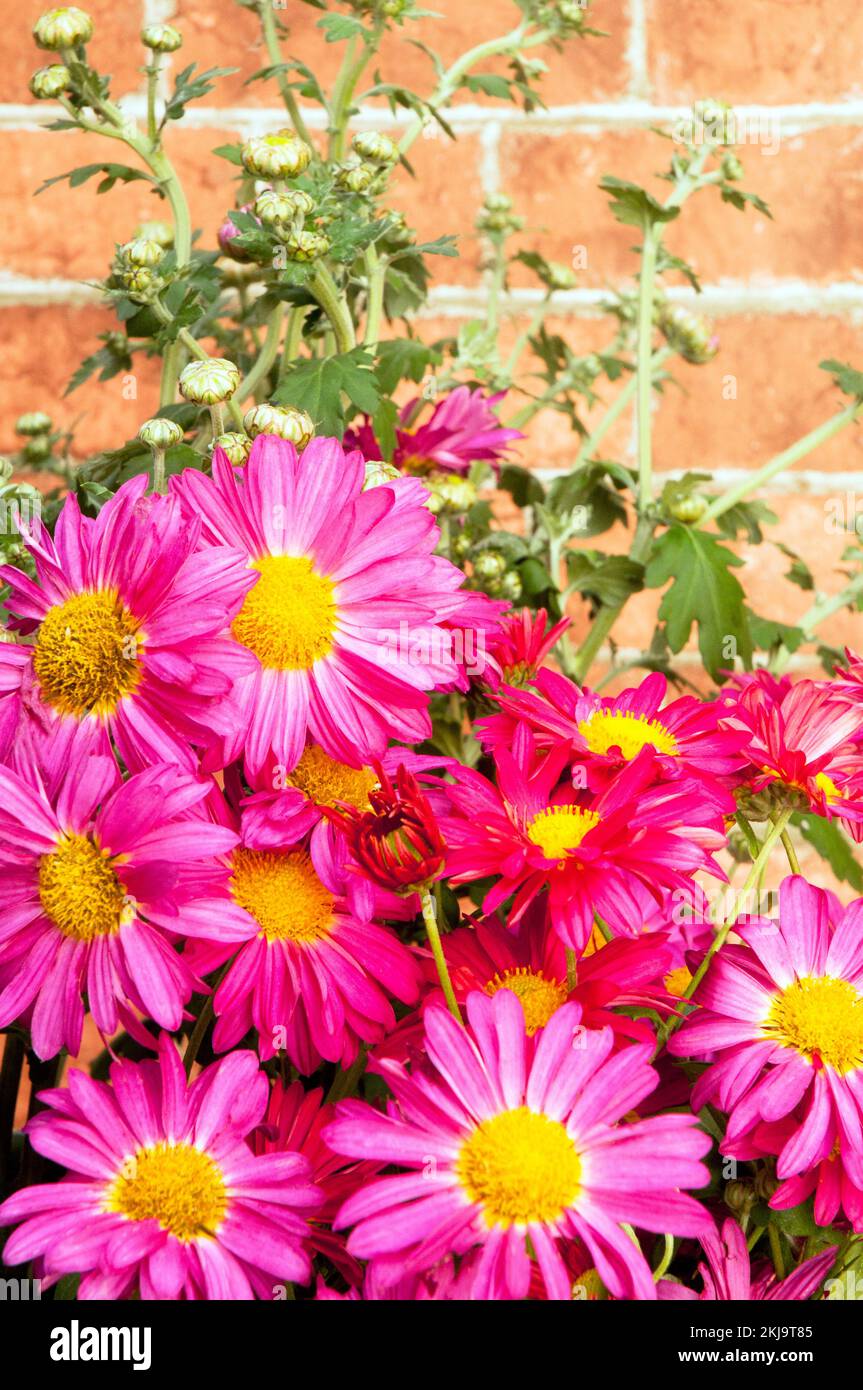 Close up of a group of dep pink spray Chrysanthemum / Dendranthema  that flowers in autumn Stock Photo