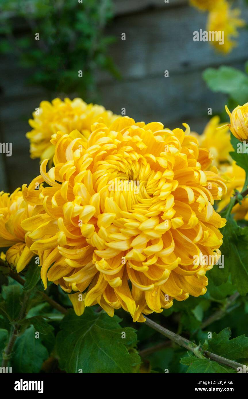 Close up of a group of non - disbudded Chrysanthemum / Dendranthema Corngold a golden amber incurve that flowers in autumn Stock Photo