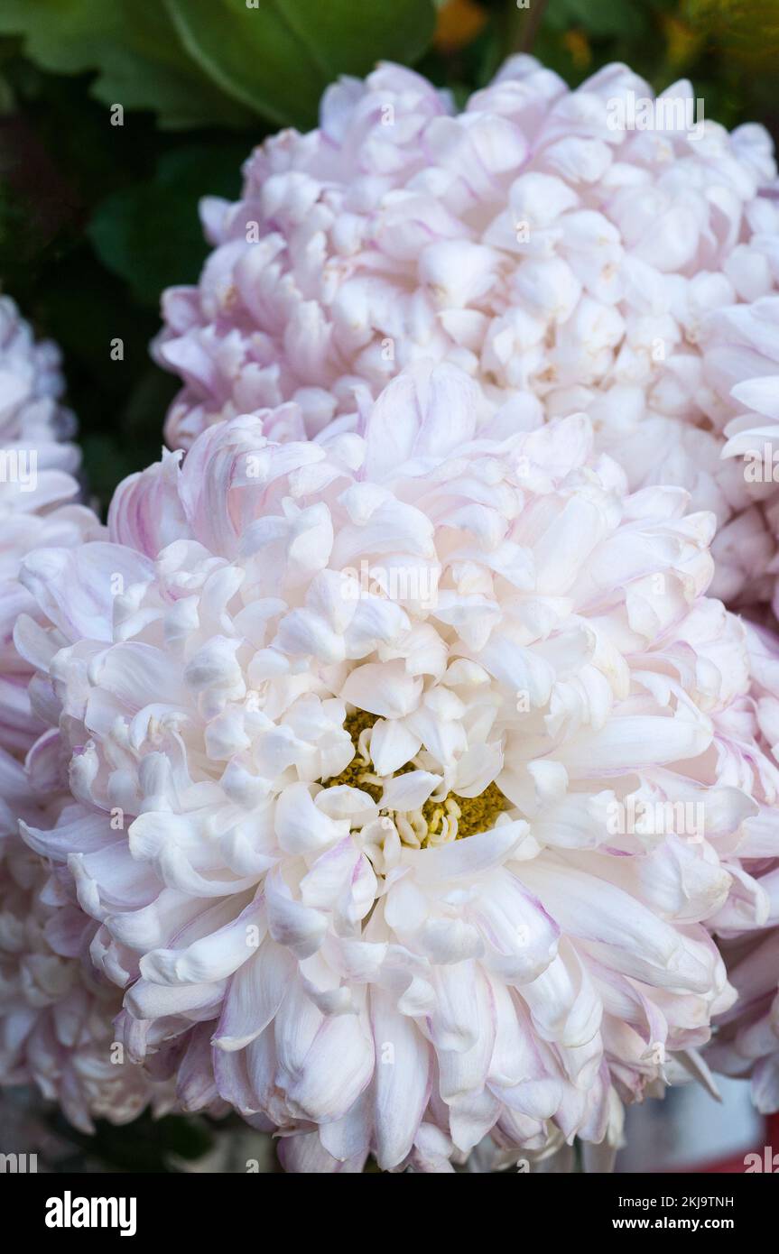 Close up of a group of disbudded Chrysanthemum / Dendranthema Charles Tandy a white intermediate that flowers in autumn Stock Photo
