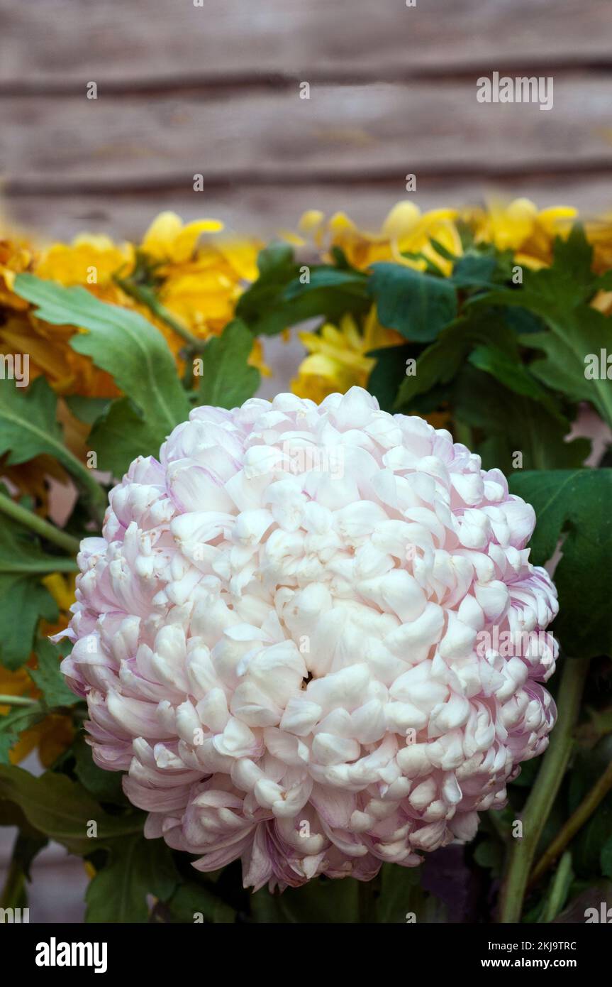 Close up of a single disbudded Chrysanthemum / Dendranthema Charles Tandy a white intermediate that flowers in autumn Stock Photo