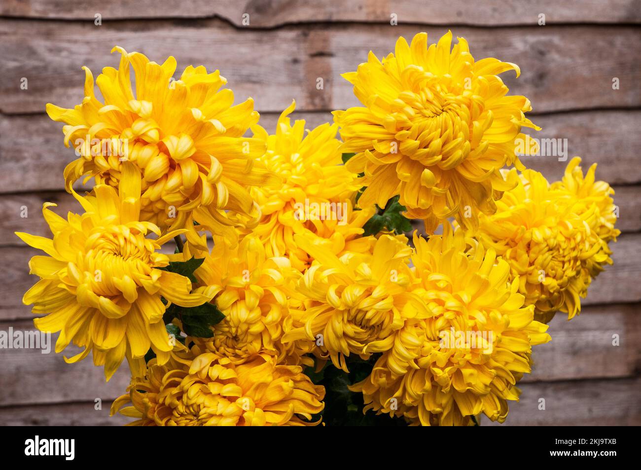 Close up of a group of non - disbudded Chrysanthemum / Dendranthema Cheddar a deep yellow incurve that flowers in autumn Stock Photo