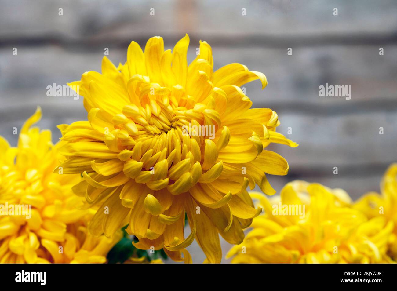 Close up of a group of non - disbudded Chrysanthemum / Dendranthema Cheddar a deep yellow incurve that flowers in late summer and autumn Stock Photo