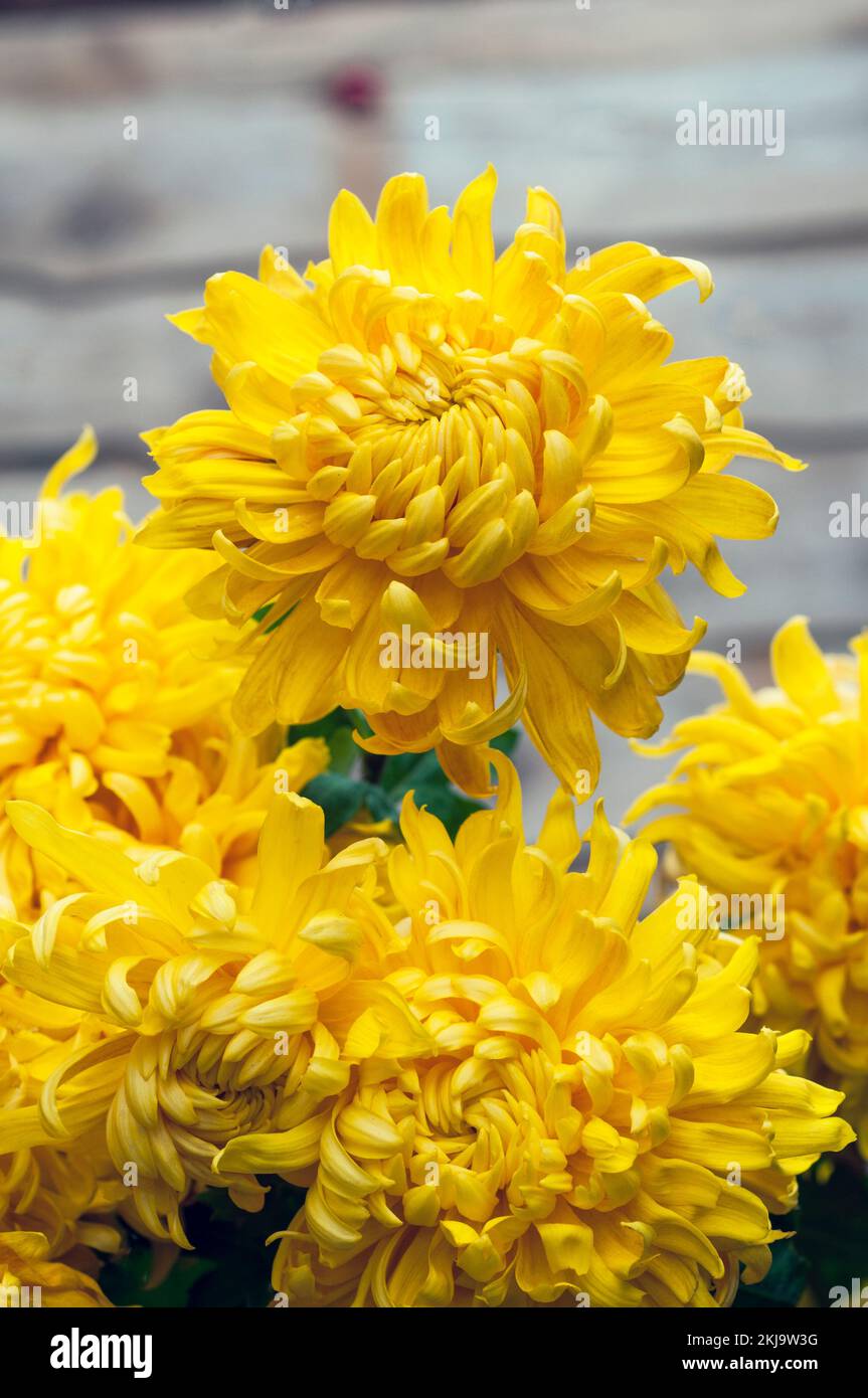 Close up of a group of non - disbudded Chrysanthemum / Dendranthema Cheddar a deep yellow incurve that flowers in autumn Stock Photo