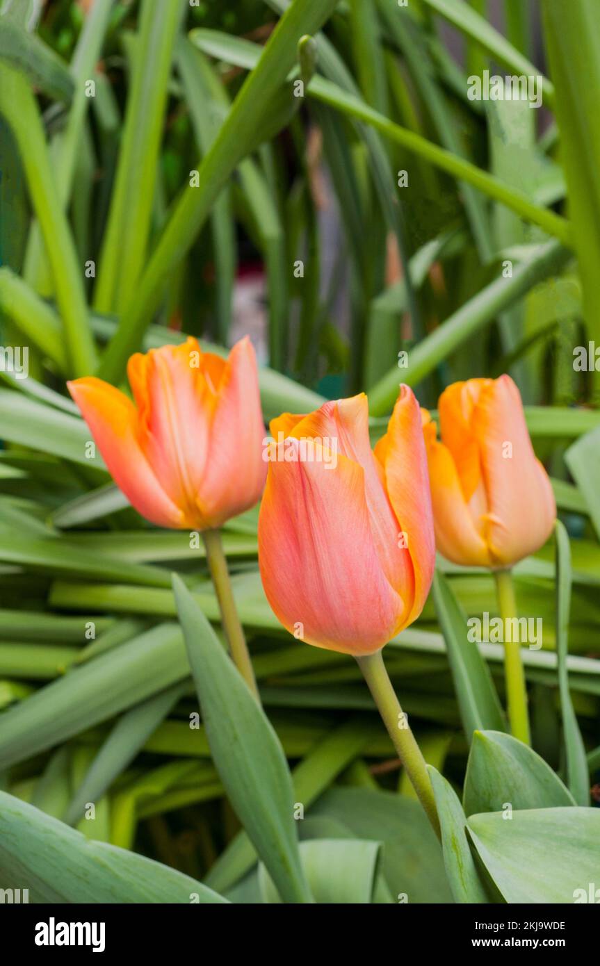 Group of tulips Orange Emperor an orange single early spring flowering tulip belonging to the Fosteriana group of tulips Division 13 Stock Photo