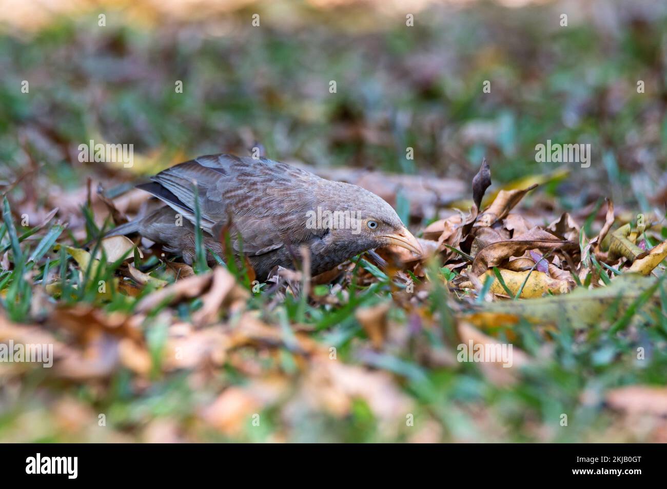 Yellow-billed babbler or Argya affinis perches on the ground with catch Stock Photo