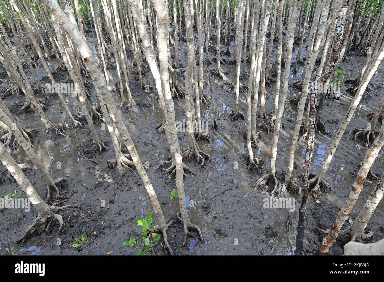 Mangrove Tree Roots in Mangrove forest; North Queensland Australia ...