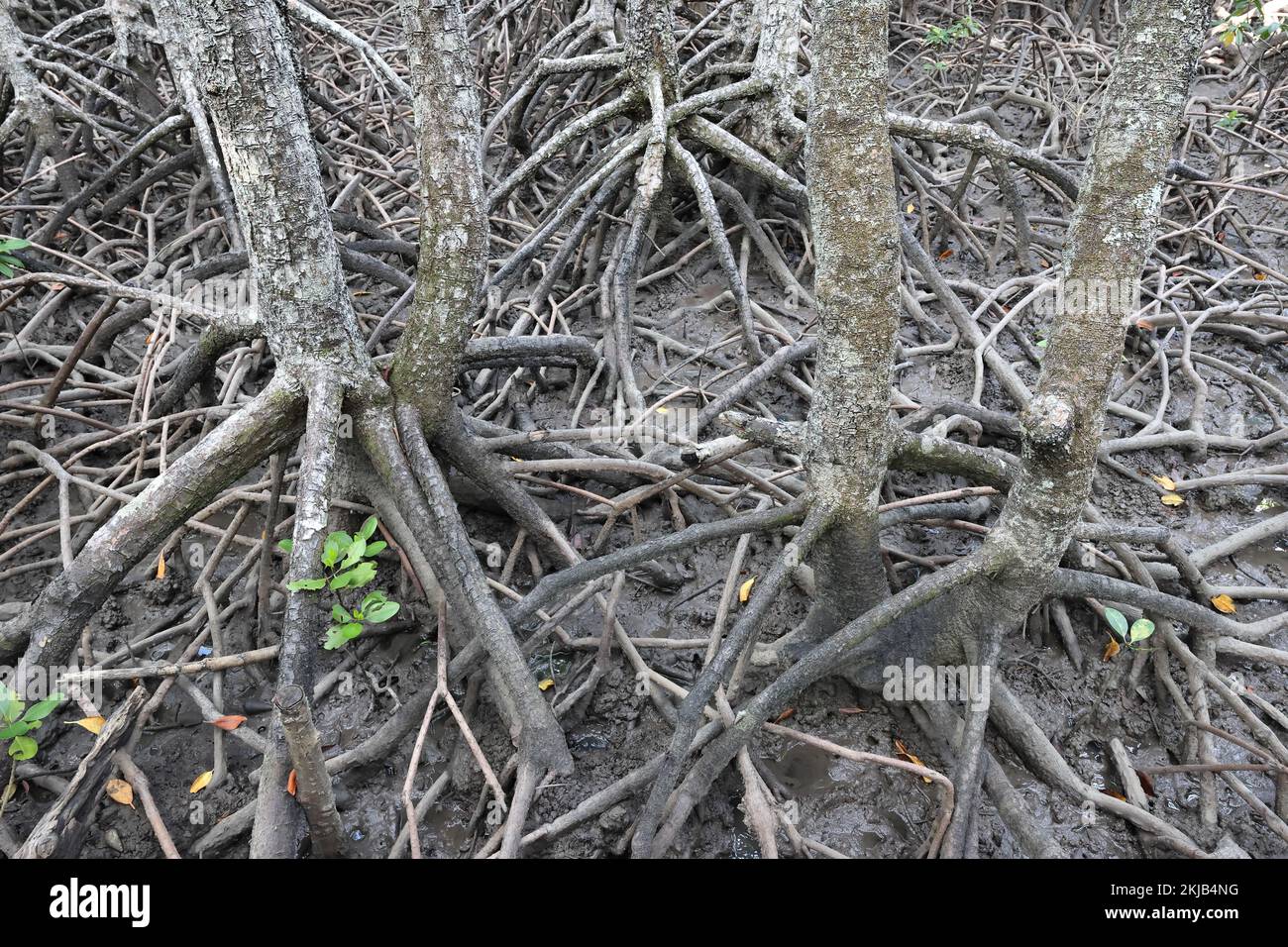 Mangrove Tree Roots in Mangrove forest; North Queensland Australia ...