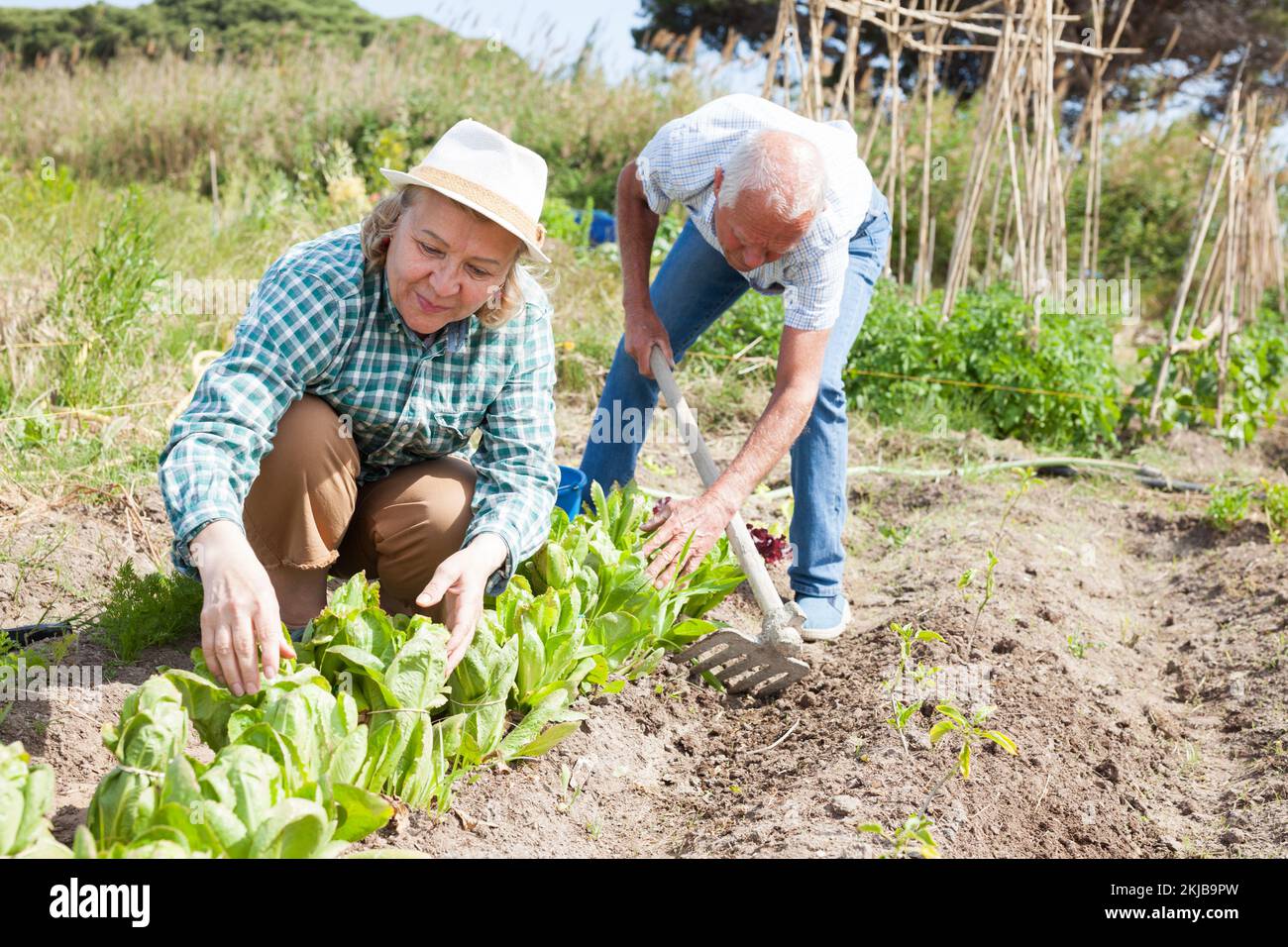 Elderly couple working in the garden at the farm Stock Photo - Alamy