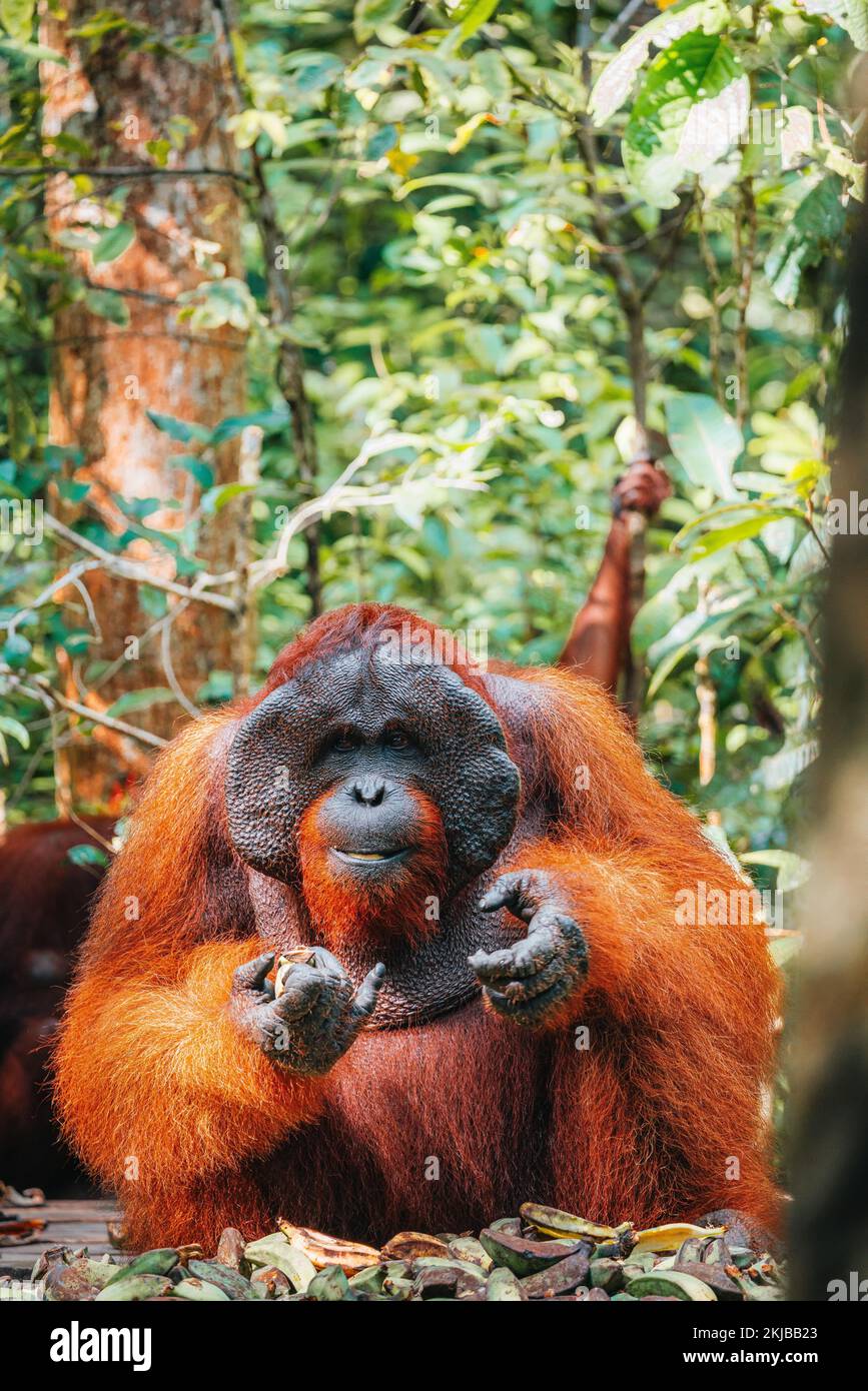 Portrait of Bornean Orangutan or Pongo pygmaeus. Indonesia Stock Photo