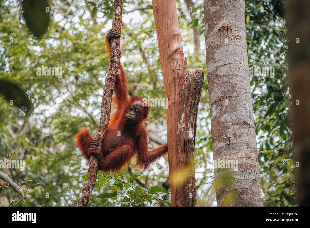 Portrait of young Bornean Orangutan or Pongo pygmaeus Stock Photo