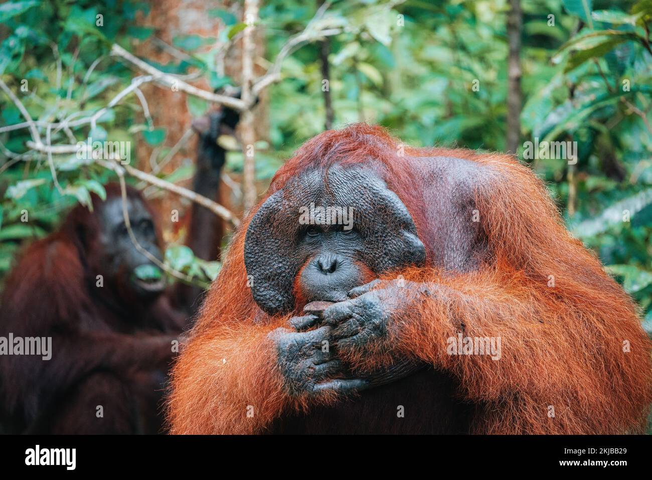 Portrait of Bornean Orangutan or Pongo pygmaeus Stock Photo