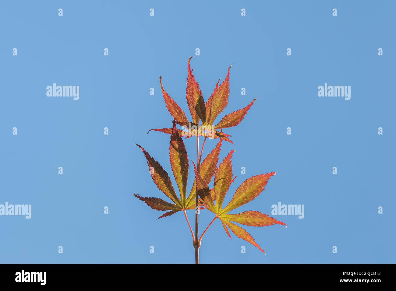 close up view of maple branch in summer acer palmatum katsura Stock Photo