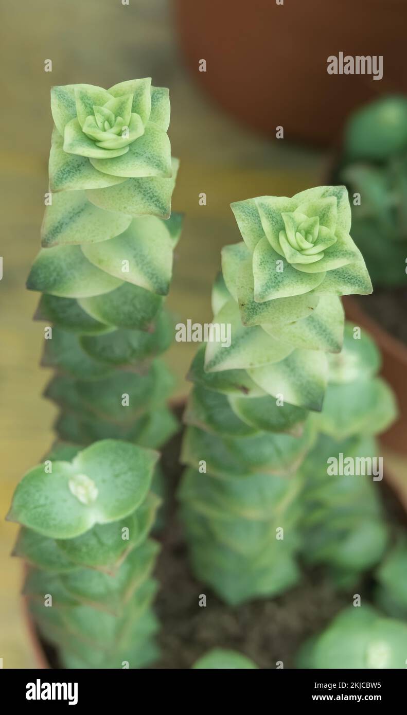 succulent plant string of buttons variegata potted indoor Stock Photo