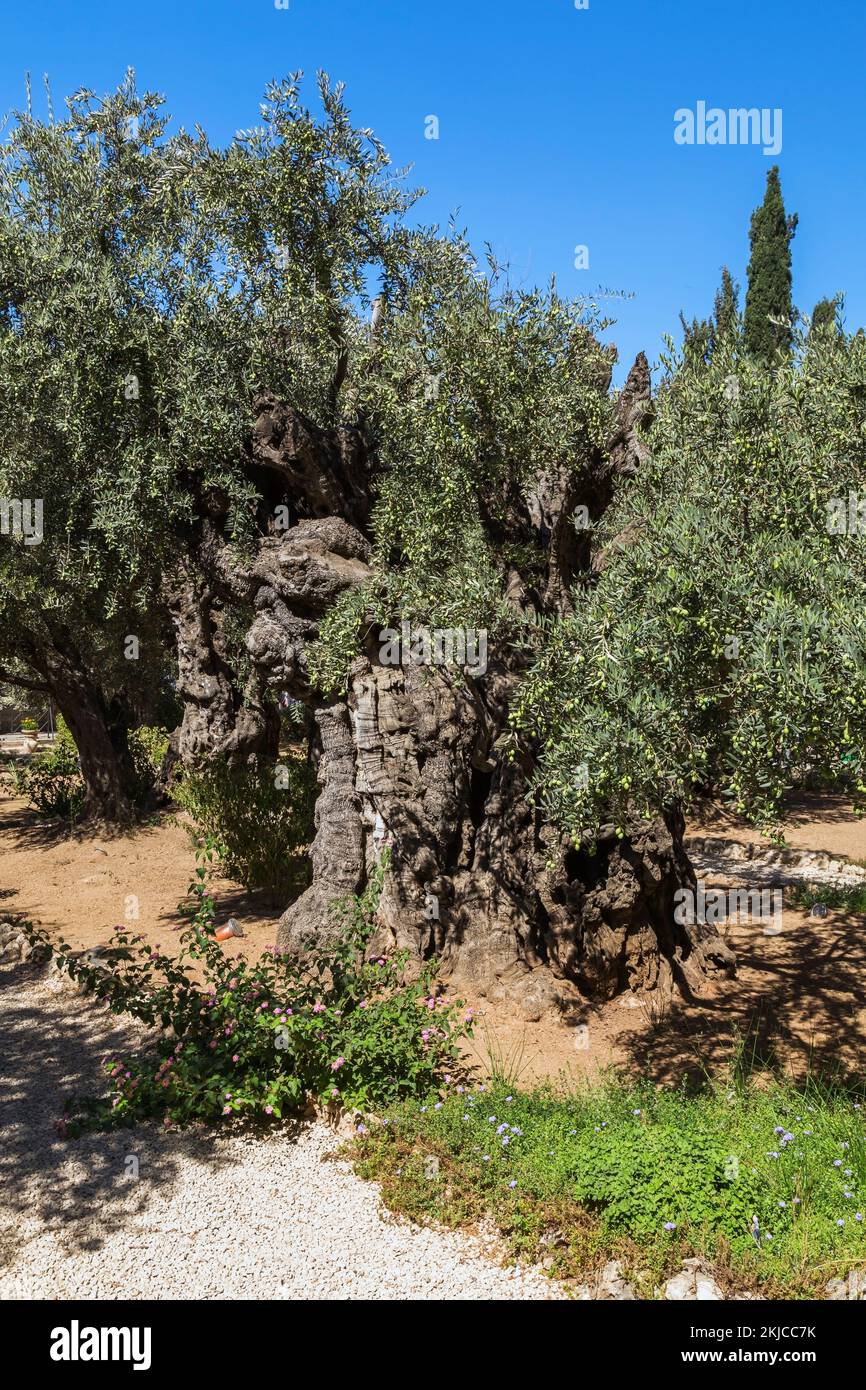 Old Oliva - Olive trees in garden of Gethsemane on the grounds of the ...