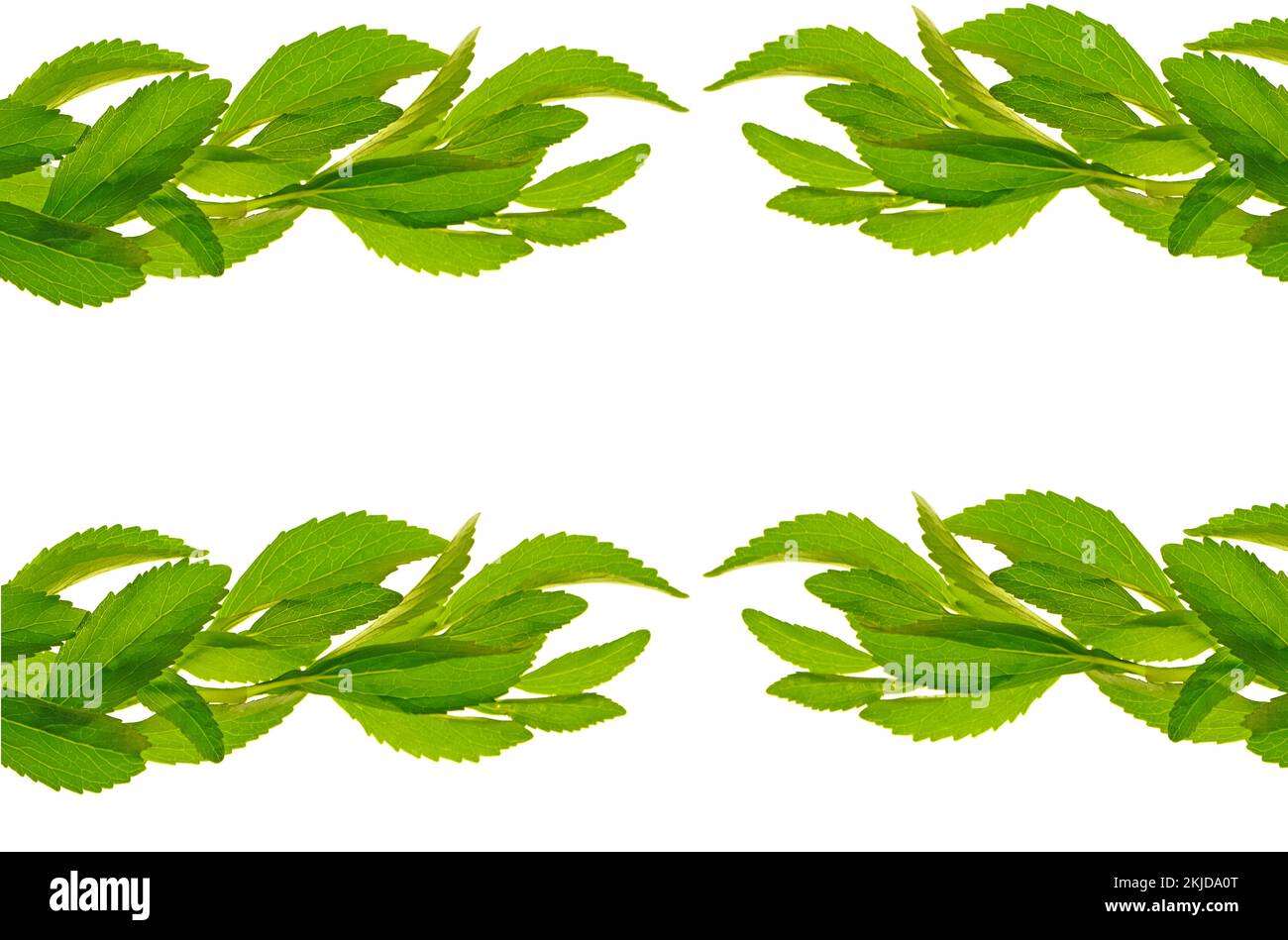 Stevia plant. stevia leaves isolated on white background.Sweetener packaging mockup.Stevia
