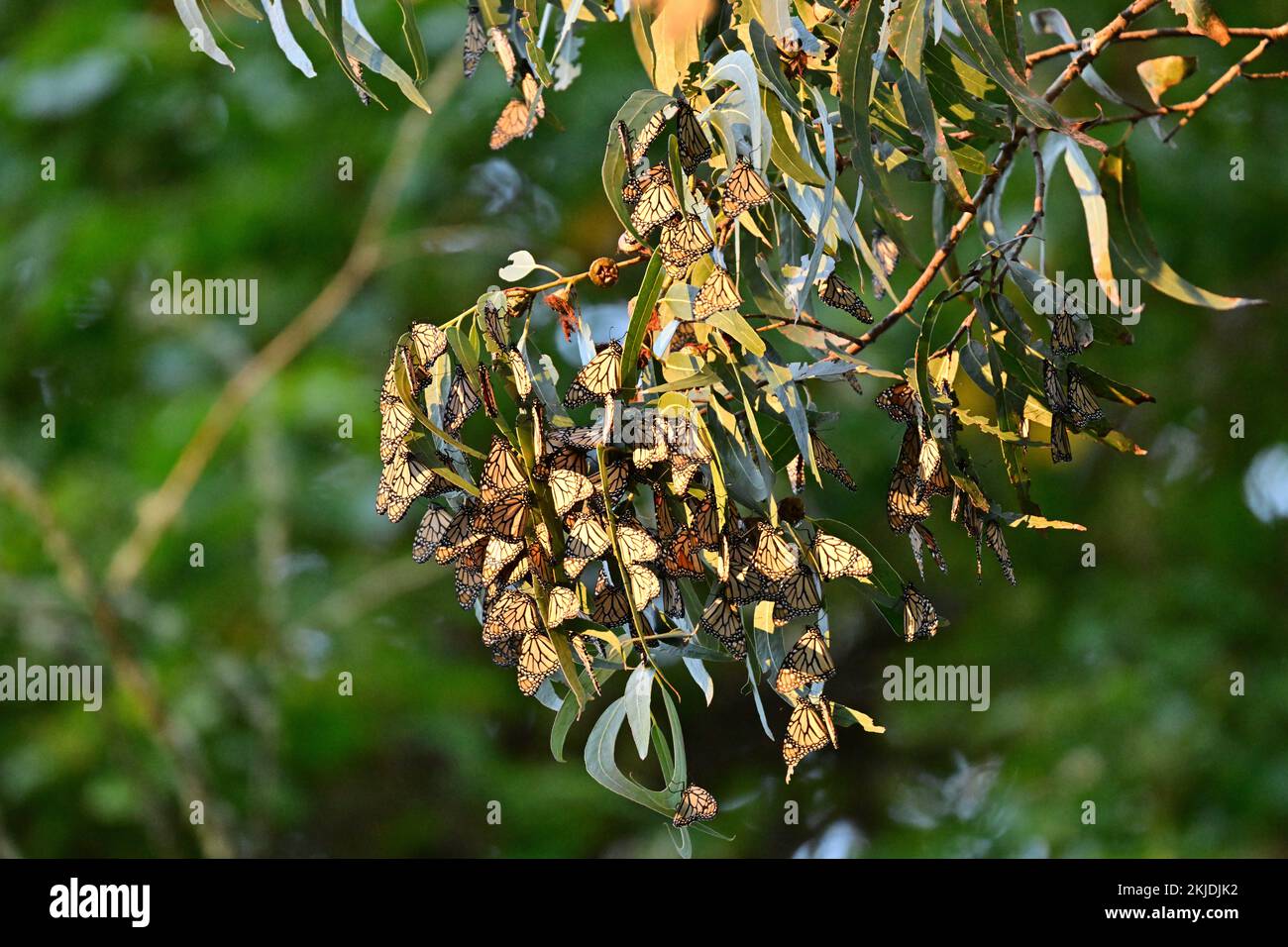 Monarch Butterfly Cluster - Natural Bridge State Park, Santa Cruz Stock Photo