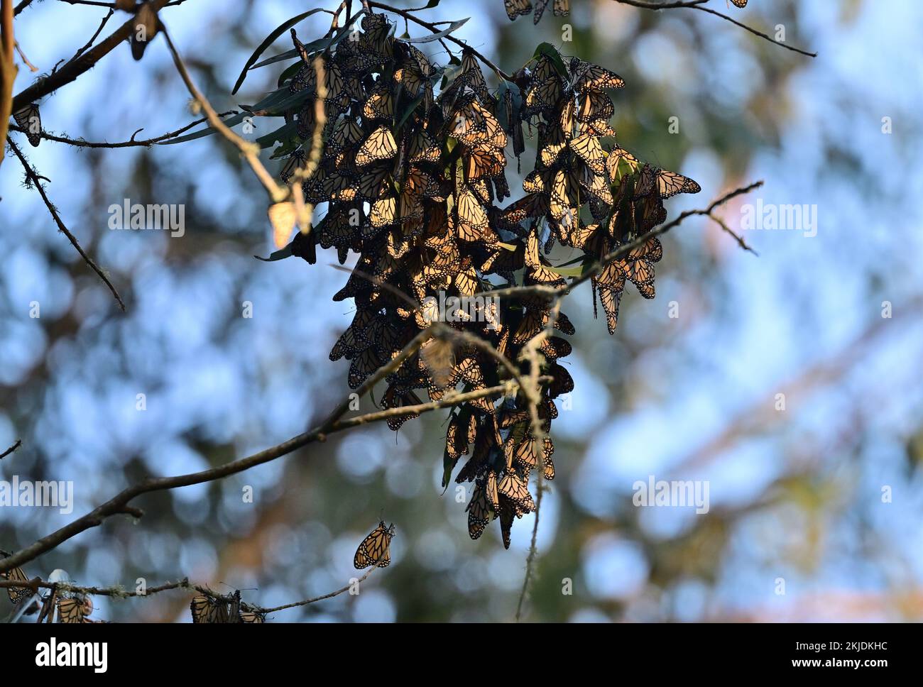 Monarch Butterfly Cluster - Natural Bridge State Park, Santa Cruz Stock Photo