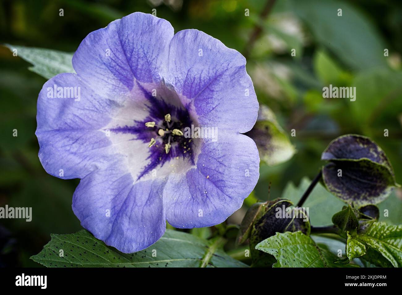 Apple of Peru (Nicandra physalodes). Solanaceae. Ornamental plant Stock