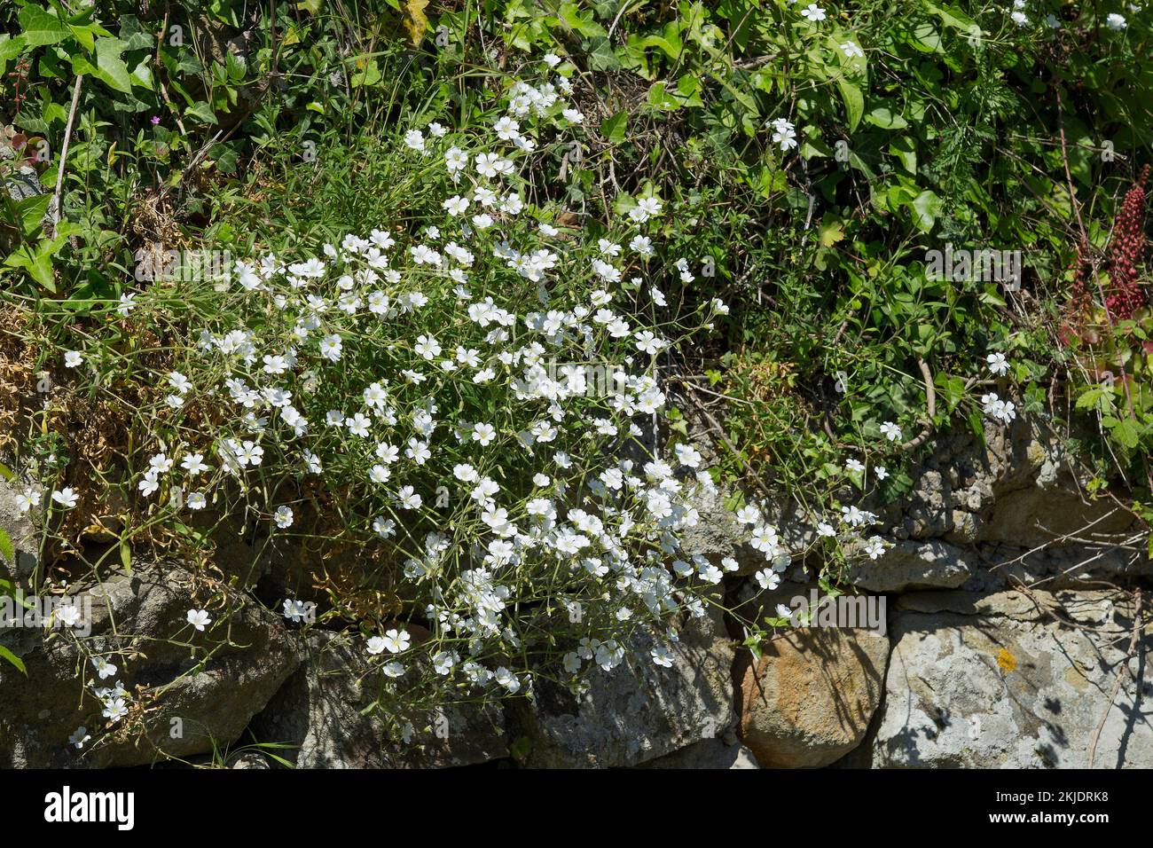 Field mouse-ear (Cerastium arvense). Caryophyllaceae. Small perennial grass. wild plant. white flowers Stock Photo
