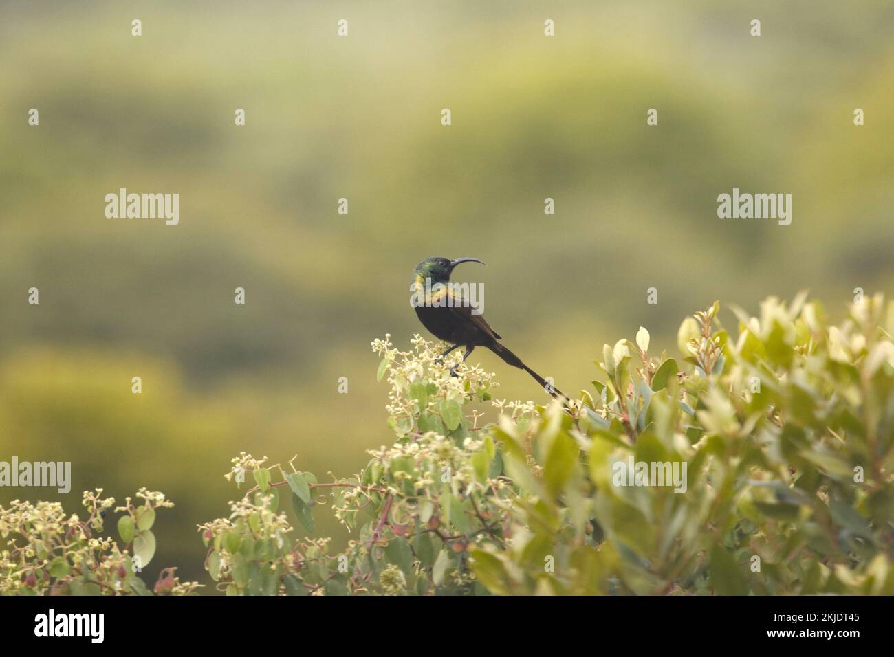 A Bronzy sunbird (Nectarinia kilimensis) perched on a flowering shrub on blurred background Stock Photo