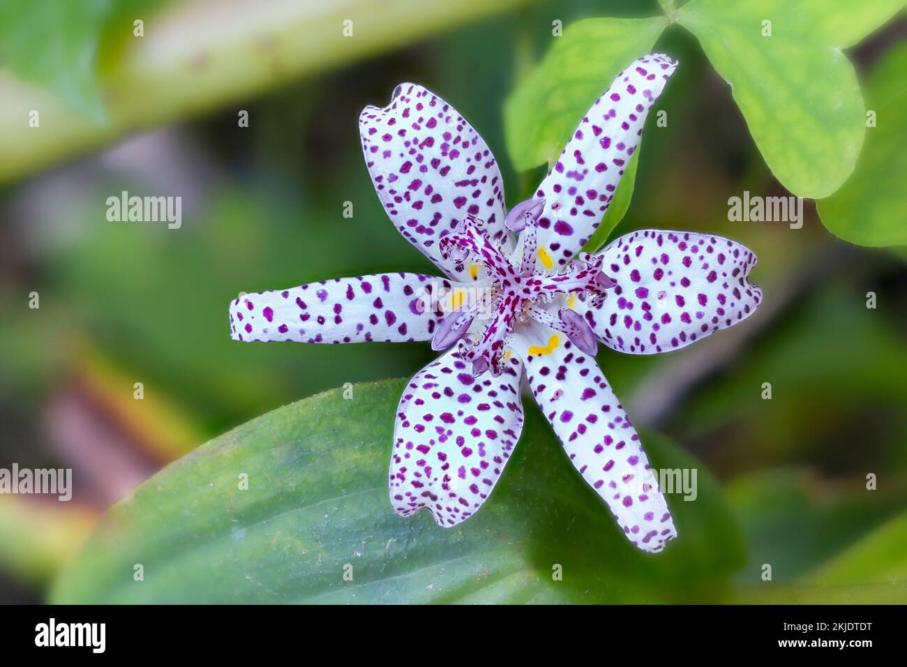 Toad lily (Tricyrtis hirta). Liliaceae. Stock Photo